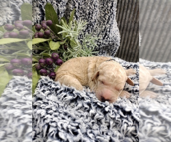Medium Photo #4 Goldendoodle Puppy For Sale in MARQUAND, MO, USA