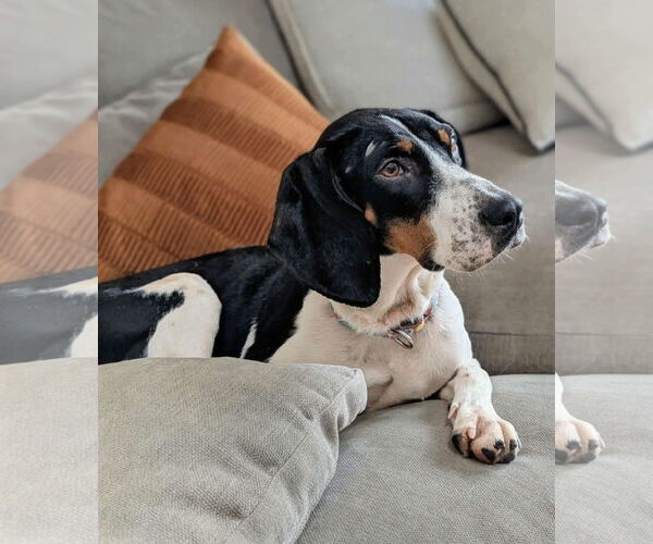 Medium Photo #2 Mutt Puppy For Sale in Westwood, NJ, USA