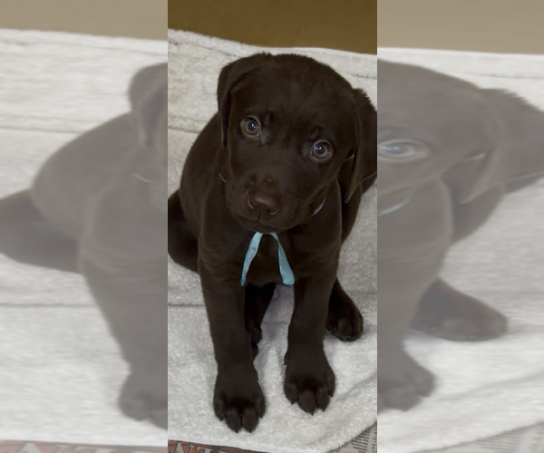 Medium Photo #5 Labrador Retriever Puppy For Sale in SIMI VALLEY, CA, USA