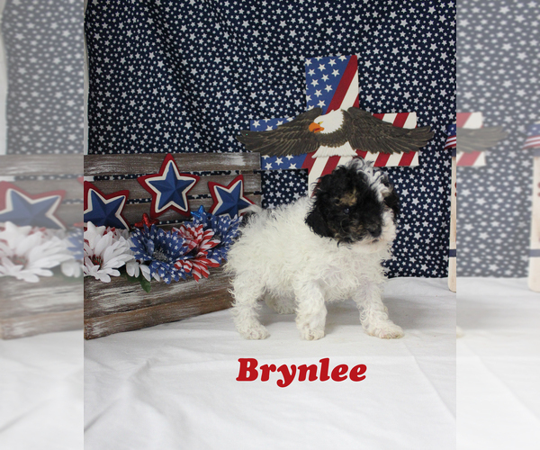 Medium Photo #7 Poodle (Toy) Puppy For Sale in CHANUTE, KS, USA