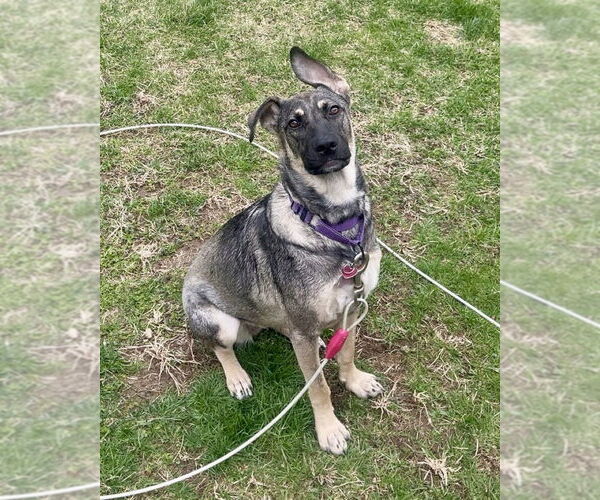 Medium Photo #32 German Shepherd Dog-Unknown Mix Puppy For Sale in Brewster, NY, USA