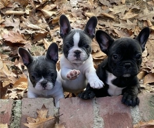 French Bulldog Puppy for sale in YORK, ME, USA