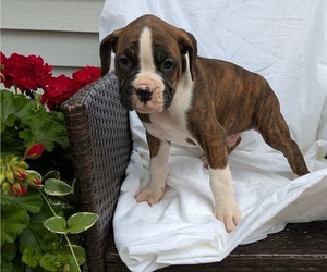 Medium Boxer