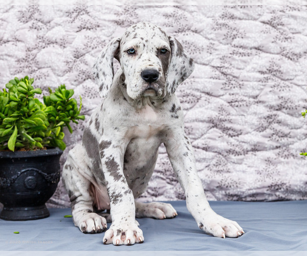 Medium Photo #8 Great Dane Puppy For Sale in WAKARUSA, IN, USA