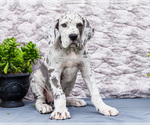 Small #7 Great Dane