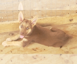 German Shepherd Dog Puppy for sale in HILLSVILLE, VA, USA