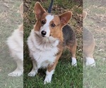 Small Photo #1 Pembroke Welsh Corgi Puppy For Sale in ARROYO GRANDE, CA, USA
