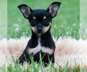 Medium Chihuahua