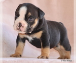 Small #12 Bulldog