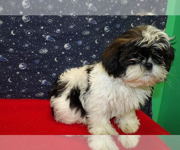 Medium Photo #18 Shih Tzu Puppy For Sale in PATERSON, NJ, USA