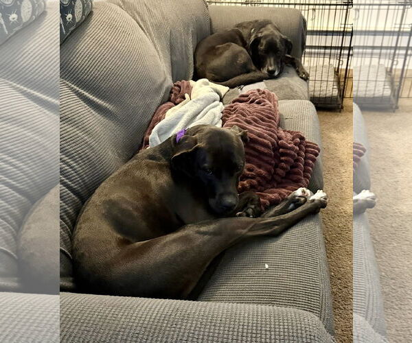 Medium Photo #9 American Pit Bull Terrier-Unknown Mix Puppy For Sale in Catasauqua, PA, USA