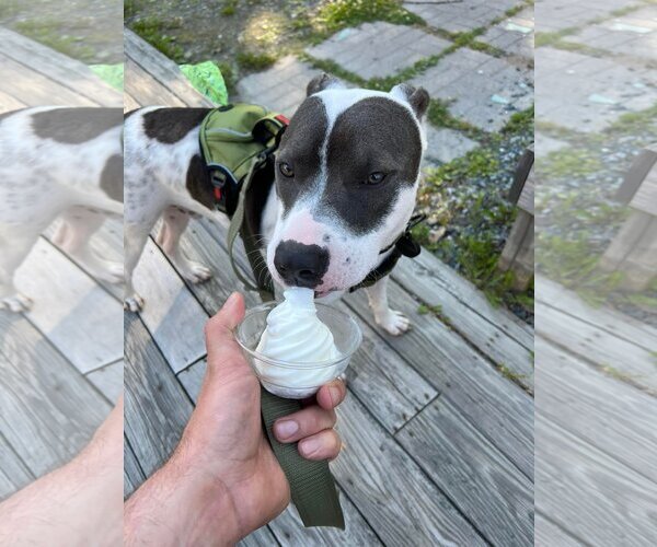Medium Photo #6 American Pit Bull Terrier Puppy For Sale in Hillsboro, NH, USA