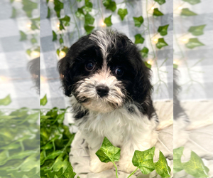 Cavachon Puppy for sale in MARIETTA, GA, USA