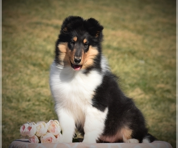 Medium Photo #1 Collie Puppy For Sale in DANVILLE, PA, USA