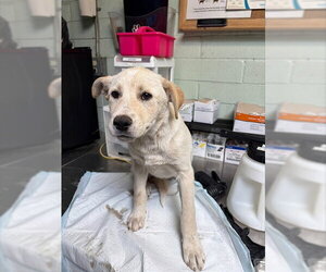 Border Collie-Unknown Mix Dogs for adoption in Stockton, CA, USA