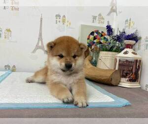 Shiba Inu Puppy for sale in CHICAGO, IL, USA