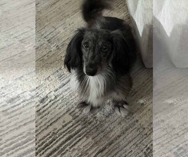 Medium Photo #3 Dachshund Puppy For Sale in Fruitland, SC, USA