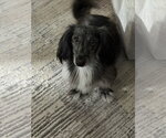 Small #2 Dachshund