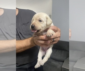 Labrador Retriever Puppy for Sale in WILDWOOD, Florida USA