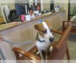 Small American Pit Bull Terrier Mix