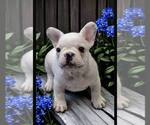 Small Photo #3 French Bulldog Puppy For Sale in WILDOMAR, CA, USA