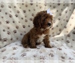 Small #3 Cavapoo (Miniature)