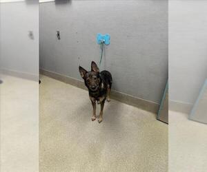 German Shepherd Dog-Unknown Mix Dogs for adoption in Las Vegas, NV, USA