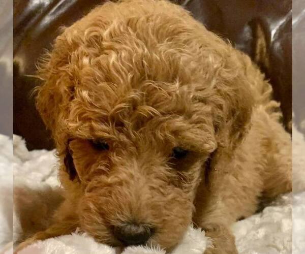 Medium Photo #1 Labradoodle-Poodle (Standard) Mix Puppy For Sale in HOLLYWOOD PARK, TX, USA