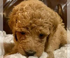 Labradoodle-Poodle (Standard) Mix Puppy for sale in HOLLYWOOD PARK, TX, USA