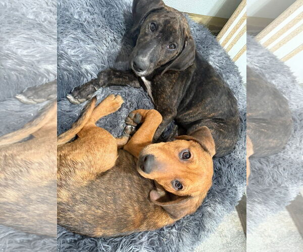 Medium Photo #2 Plott Hound-Unknown Mix Puppy For Sale in Germantown, OH, USA