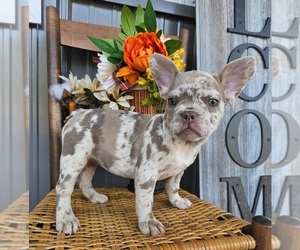 French Bulldog Puppy for sale in INDIANAPOLIS, IN, USA