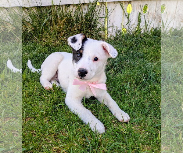 Medium Photo #1 Border Collie-Unknown Mix Puppy For Sale in Sandy, UT, USA