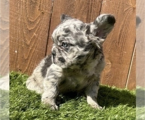 Medium Photo #33 French Bulldog Puppy For Sale in SAN ANTONIO, TX, USA
