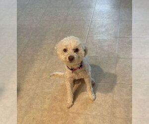 Maltese-Unknown Mix Dogs for adoption in South Bend, IN, USA