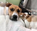 Small Basset Hound-Boxer Mix