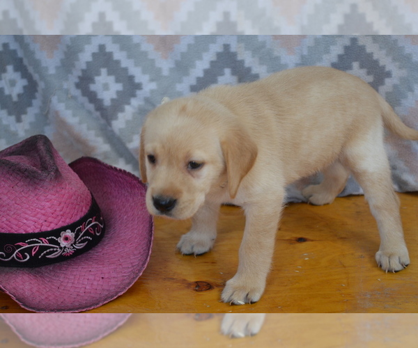 Medium Photo #1 Labrador Retriever Puppy For Sale in GREENWOOD, WI, USA