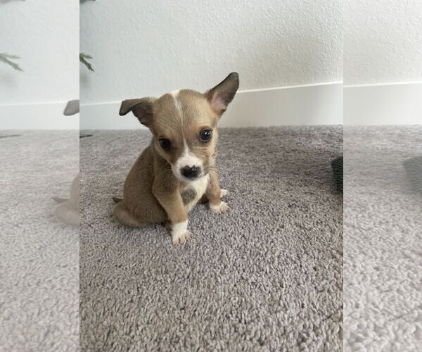 Medium Photo #4 Labrador Retriever-Unknown Mix Puppy For Sale in The Woodlands, TX, USA