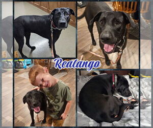 Labrador Retriever-Unknown Mix Dogs for adoption in Blacksburg, SC, USA