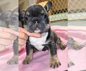 French Bulldog Puppy for sale in LIVE OAK, FL, USA