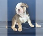 Small #8 English Bulldog