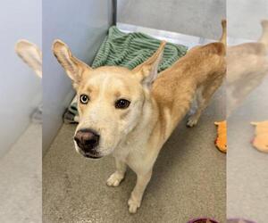 Siberian Husky-Unknown Mix Dogs for adoption in West Valley, UT, USA