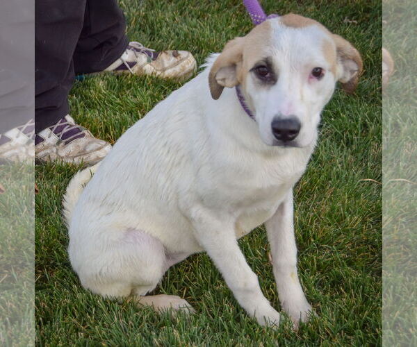 Medium Photo #3 Great Pyrenees-Unknown Mix Puppy For Sale in Huntley, IL, USA