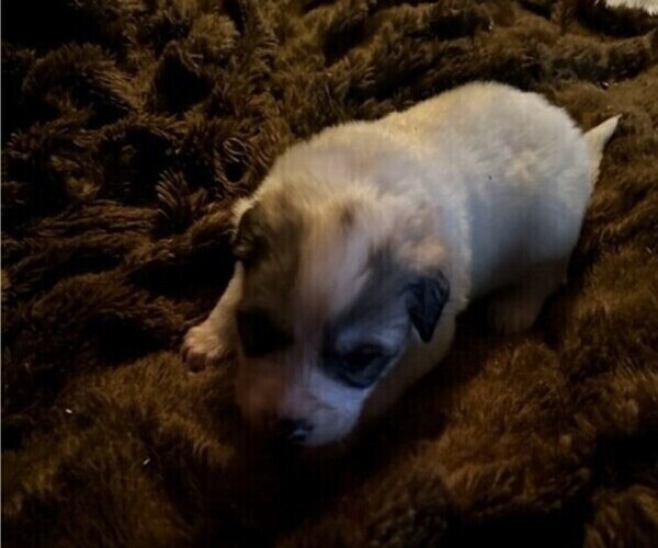 Medium Photo #1 Great Pyrenees Puppy For Sale in HENDERSONVILLE, NC, USA