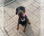 Small #1 Doberman Pinscher