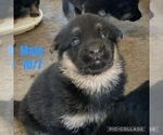 Small Photo #1 German Shepherd Dog Puppy For Sale in OWINGSVILLE, KY, USA