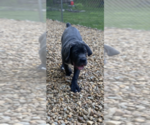 Small Photo #2 Cane Corso Puppy For Sale in HUDSON, NH, USA