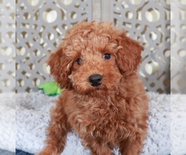 Medium Photo #4 Poodle (Miniature) Puppy For Sale in MOUNT VERNON, OH, USA