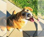 Small #12 Beagle Mix