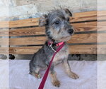 Small Mutt