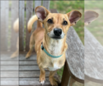 Small #3 Chihuahua Mix
